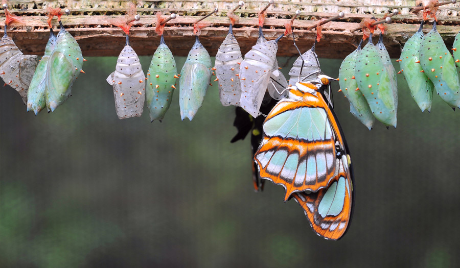 Caterpillar to Butterfly