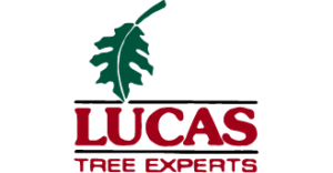 Lucas Tree Experts