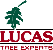 Lucas Tree Experts